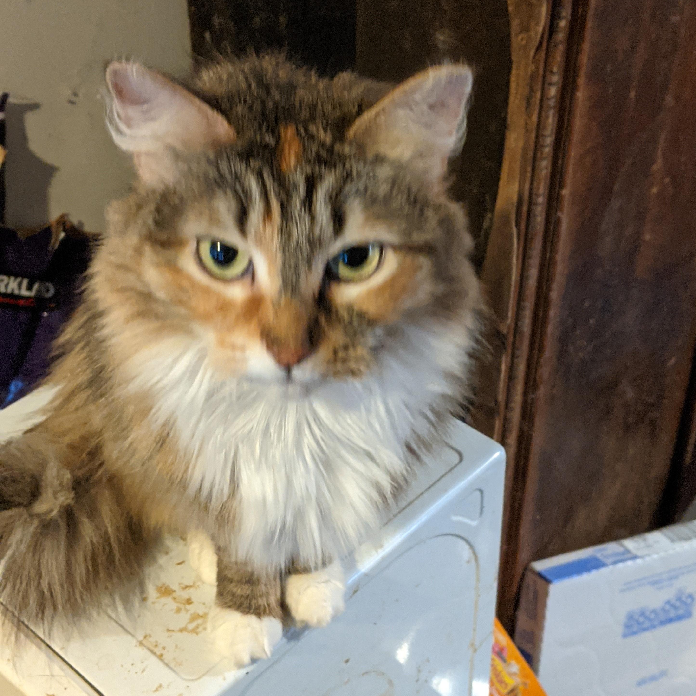 Enlarge Cassie, an adopted Domestic Long Hair in Charlotte, NC image 3/3