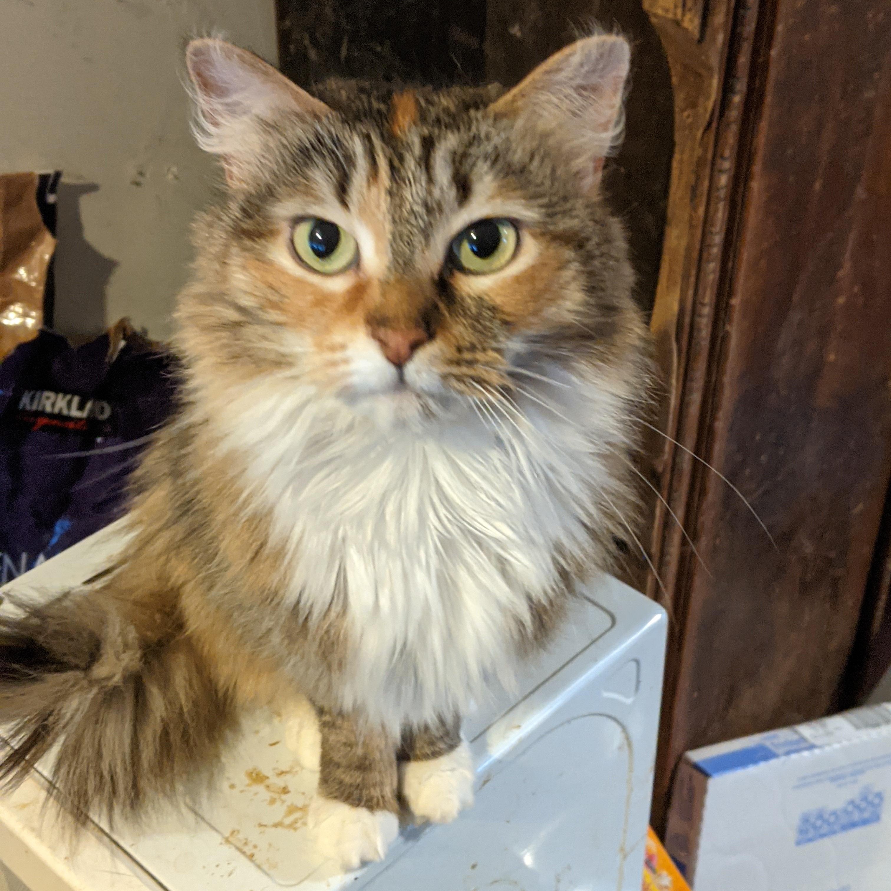 Cassie, adopted, Adult Female Domestic Long Hair.