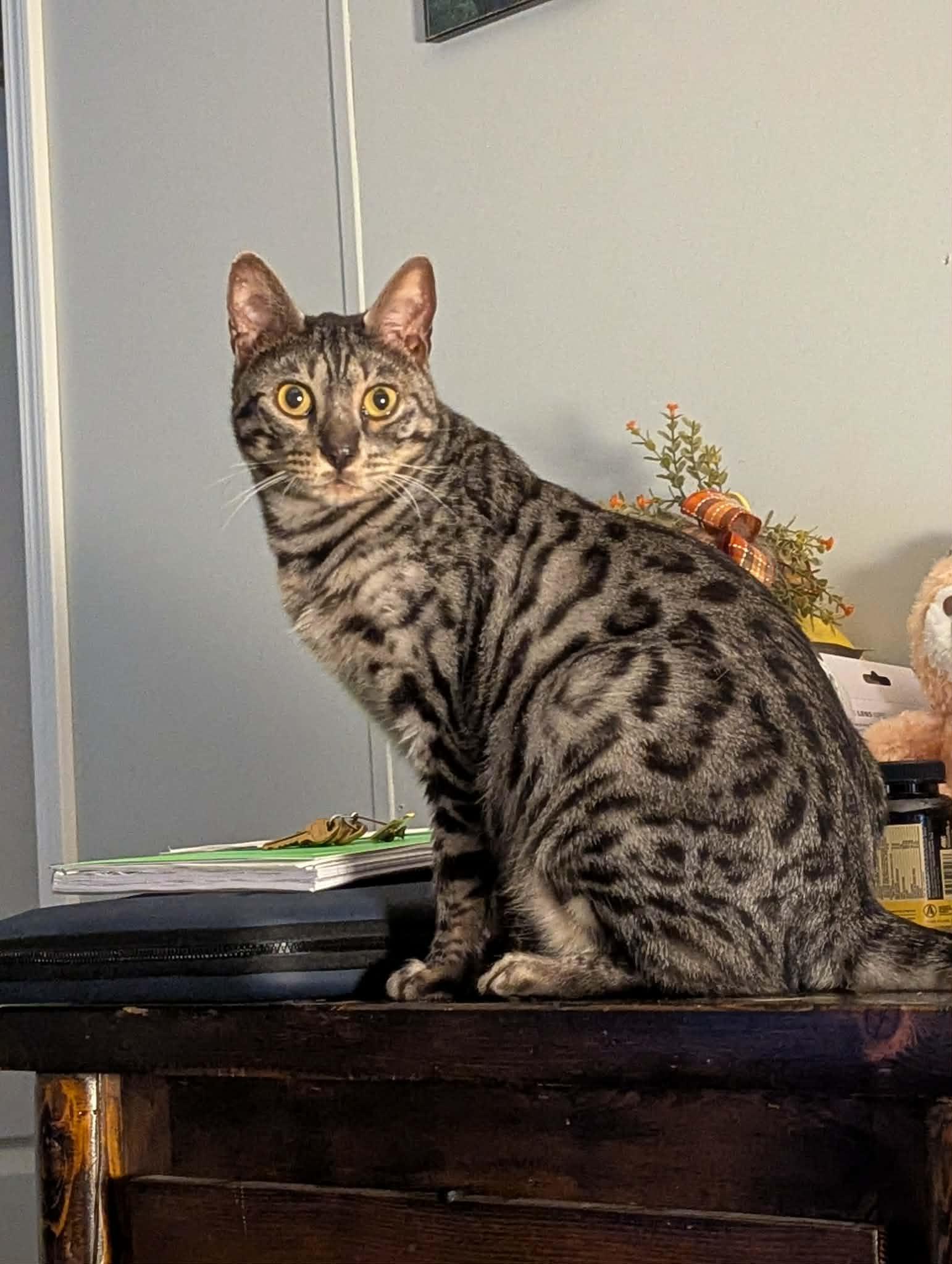 Dennis, an adopted Bengal in Campbellsville, KY image 5/5