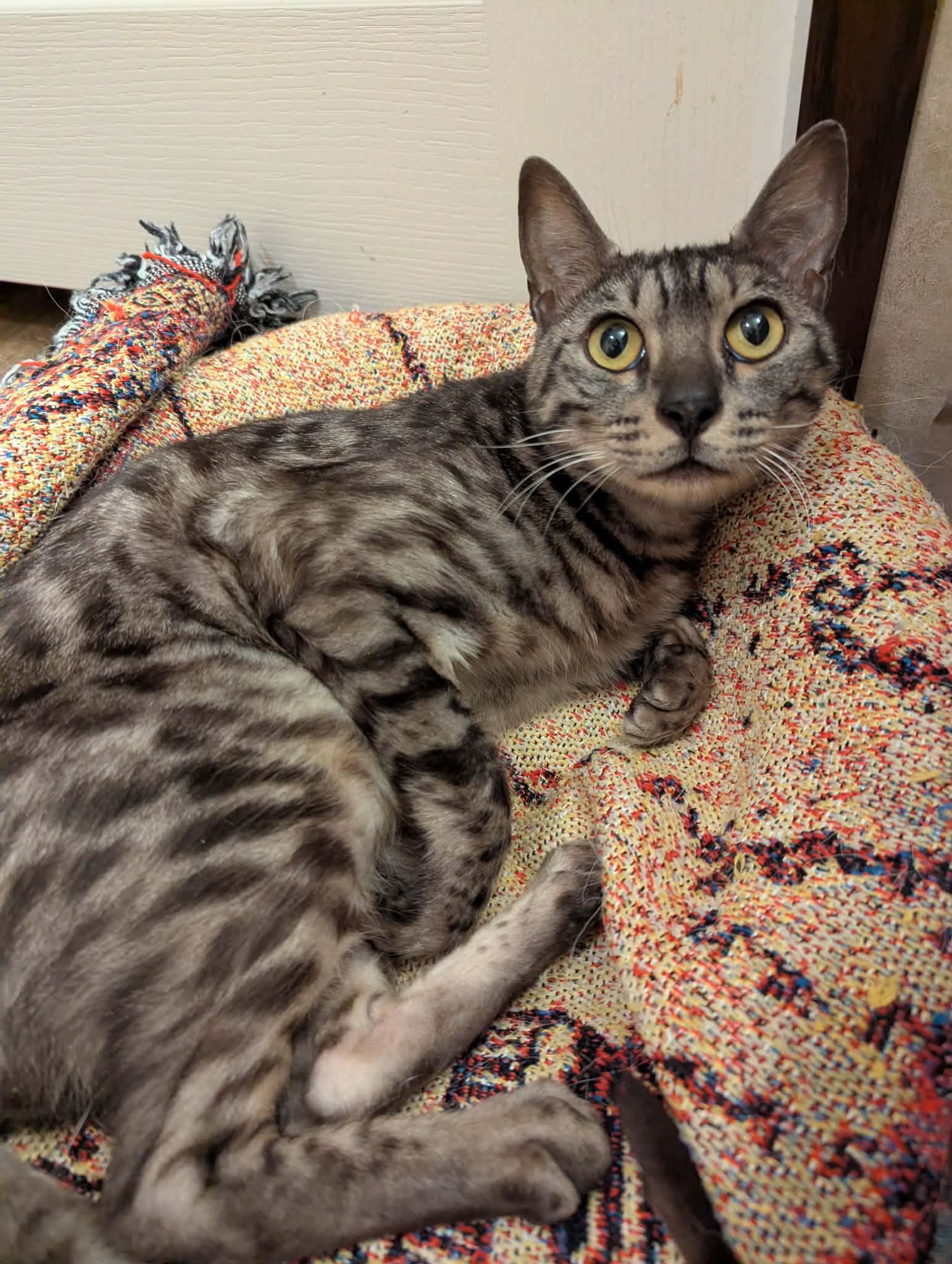 Dennis, adopted, Young Male Bengal.