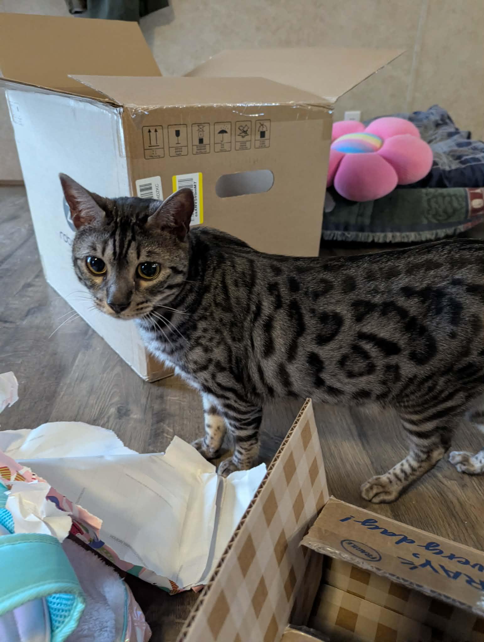 Dennis, an adopted Bengal in Campbellsville, KY image 2/5