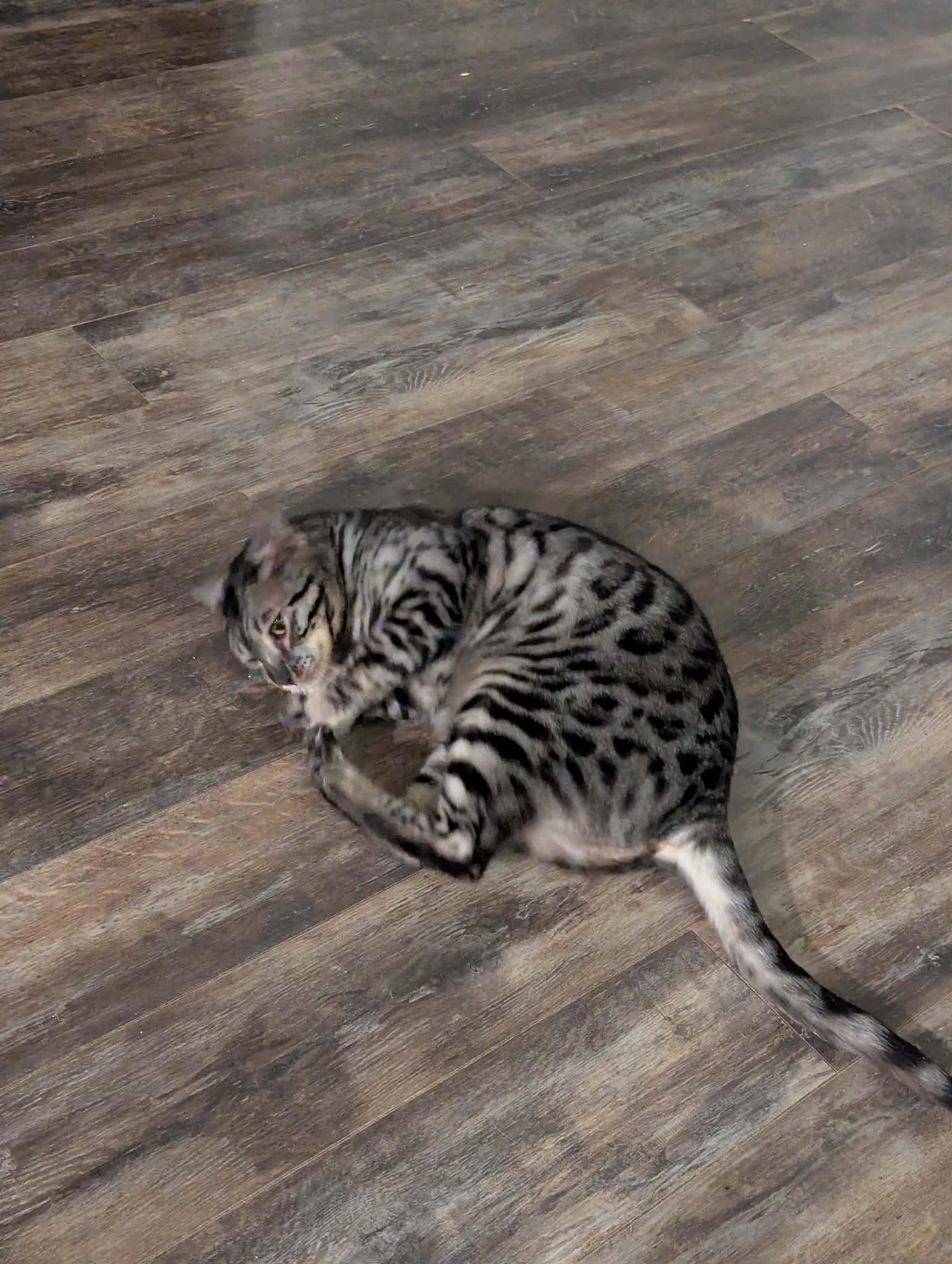 Dennis, an adopted Bengal in Campbellsville, KY image 3/5