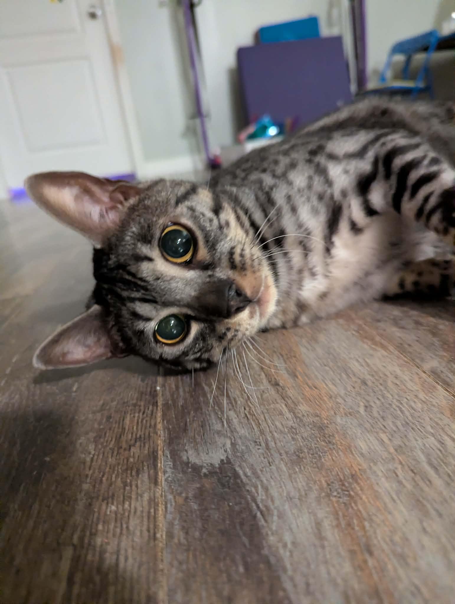 Dennis, an adopted Bengal in Campbellsville, KY image 4/5