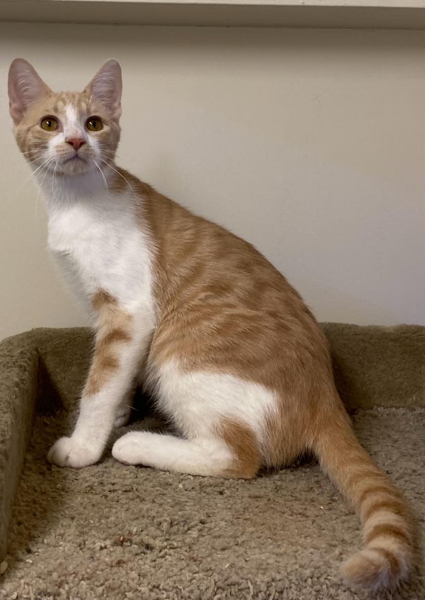 Enlarge Phoenix, a ADOPTABLE Domestic Short Hair in Los Angeles, CA image 3/4