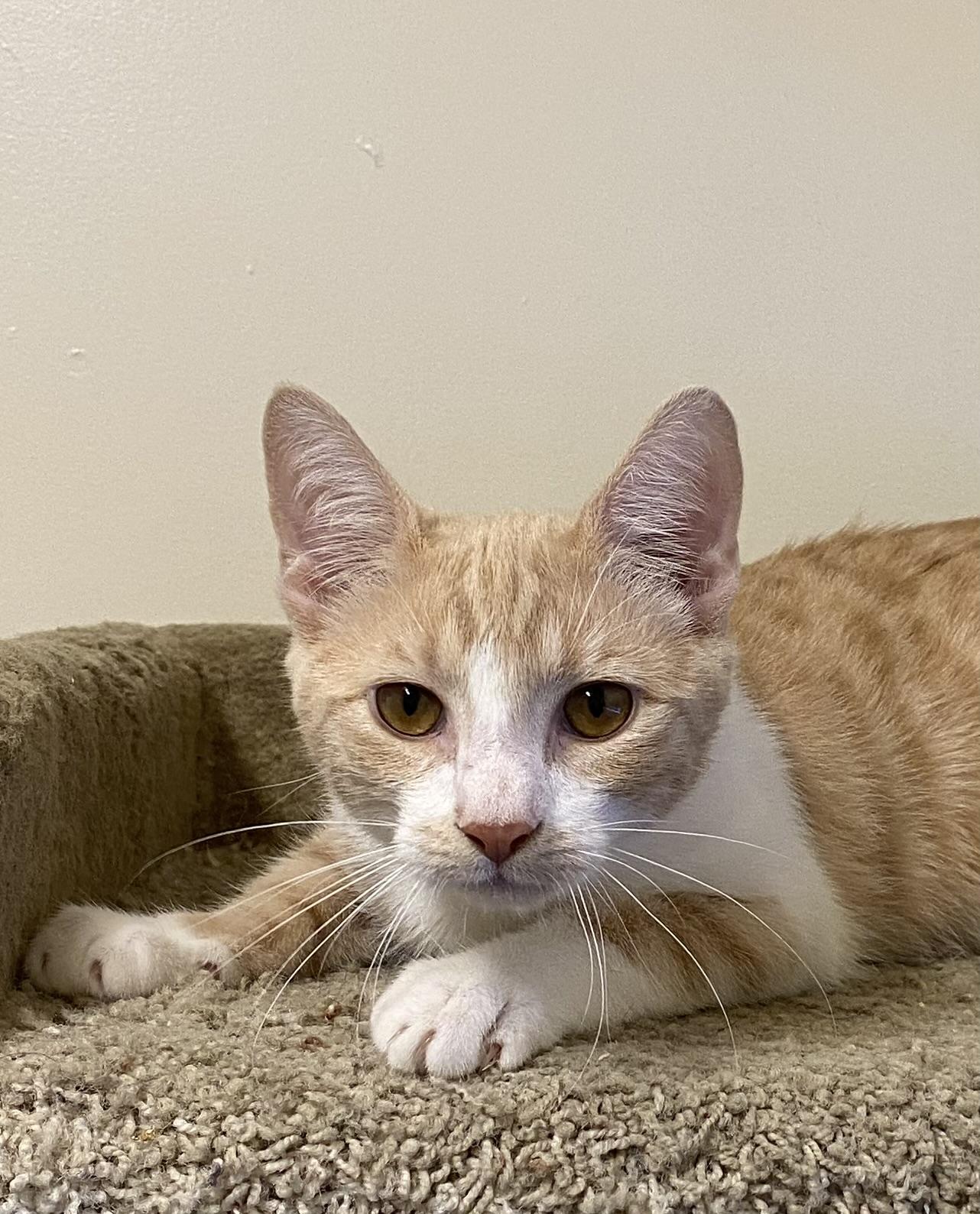 Phoenix, ADOPTABLE, Kitten Male Domestic Short Hair.