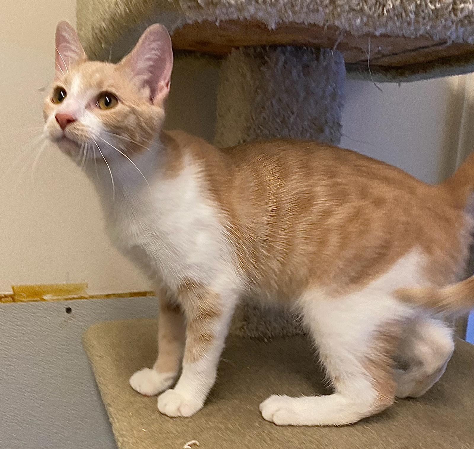 Enlarge Phoenix, a ADOPTABLE Domestic Short Hair in Los Angeles, CA image 4/4
