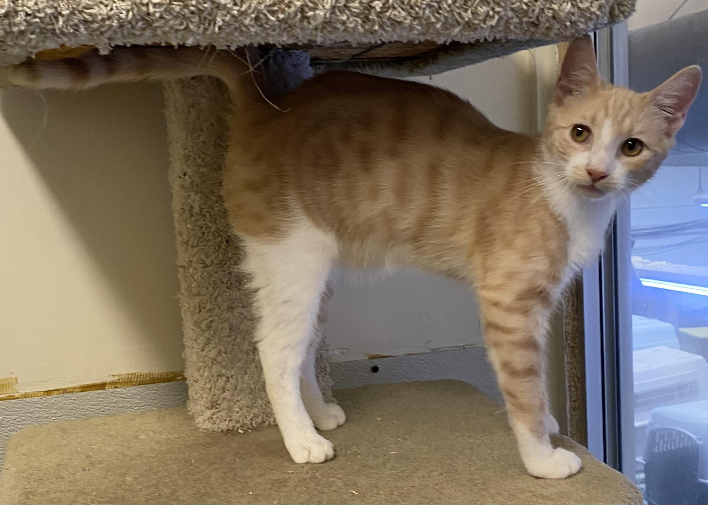 Enlarge Phoenix, a ADOPTABLE Domestic Short Hair in Los Angeles, CA image 2/4