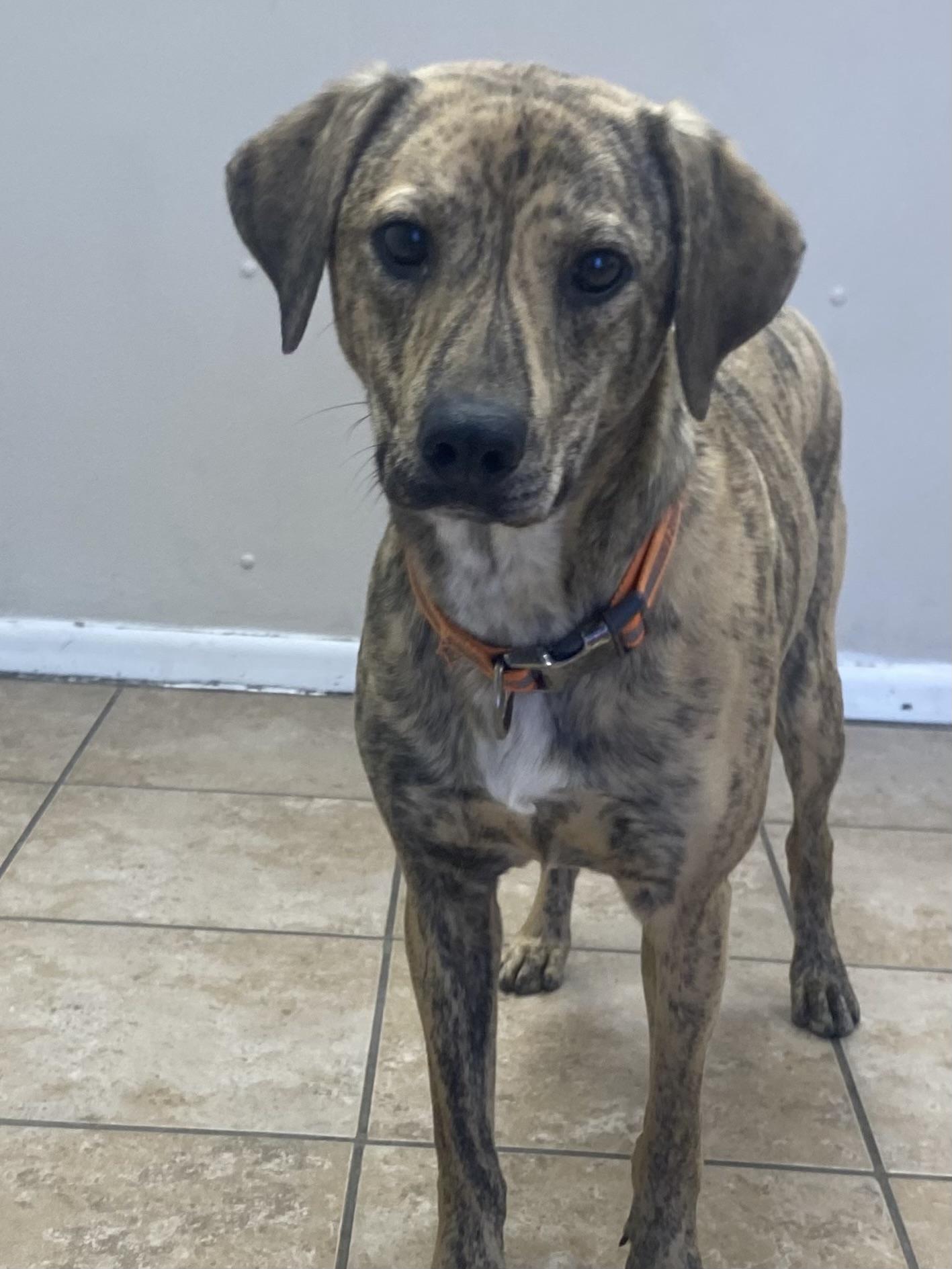 Enlarge Pepper, a ADOPTABLE Coonhound in Farmington, MO image 1/6