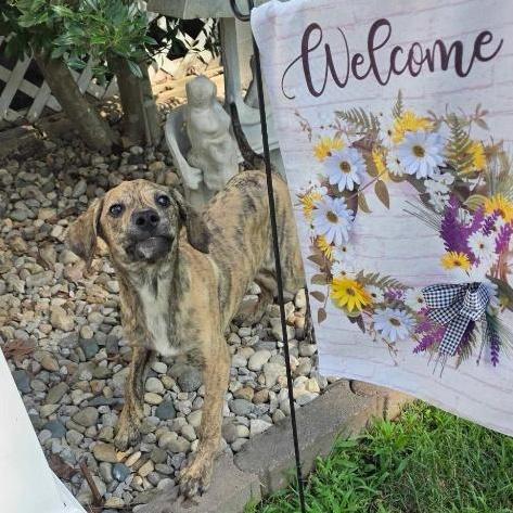 Pepper, ADOPTABLE, Young Male Coonhound.