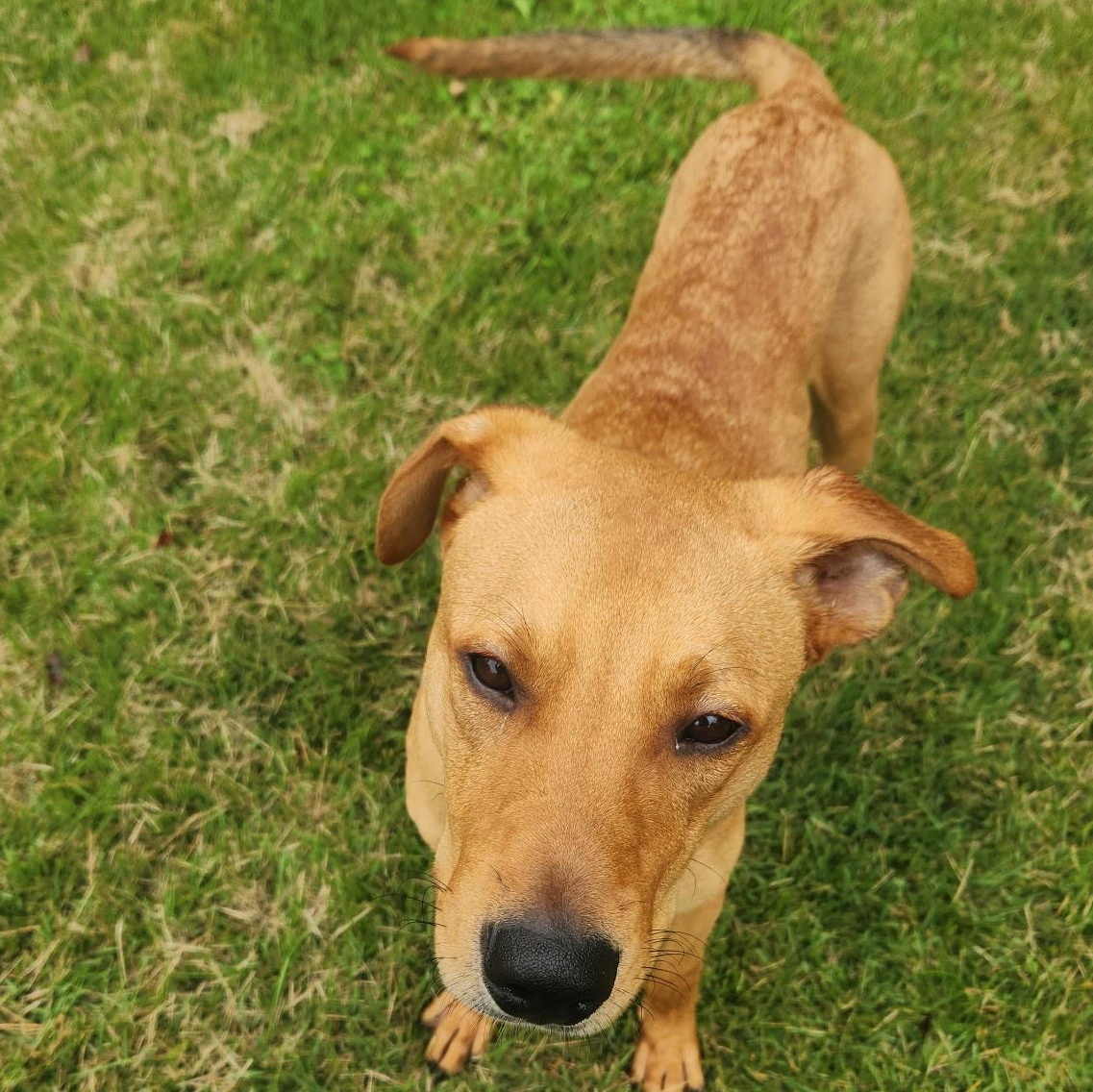 Bucky, a Adoptable mixed breed in South Plainfield, NJ image 3/5
