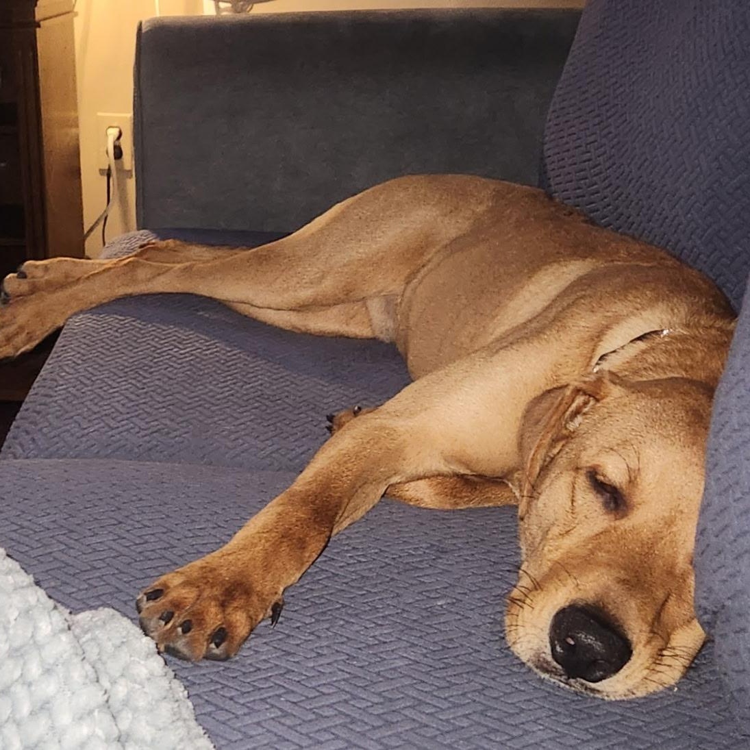 Bucky, a Adoptable mixed breed in South Plainfield, NJ image 1/5