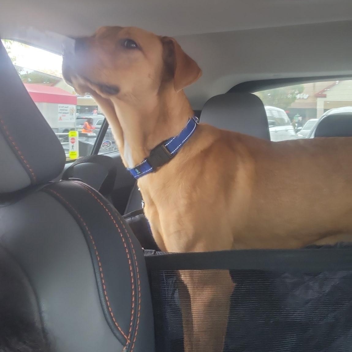 Bucky, a Adoptable mixed breed in South Plainfield, NJ image 4/5