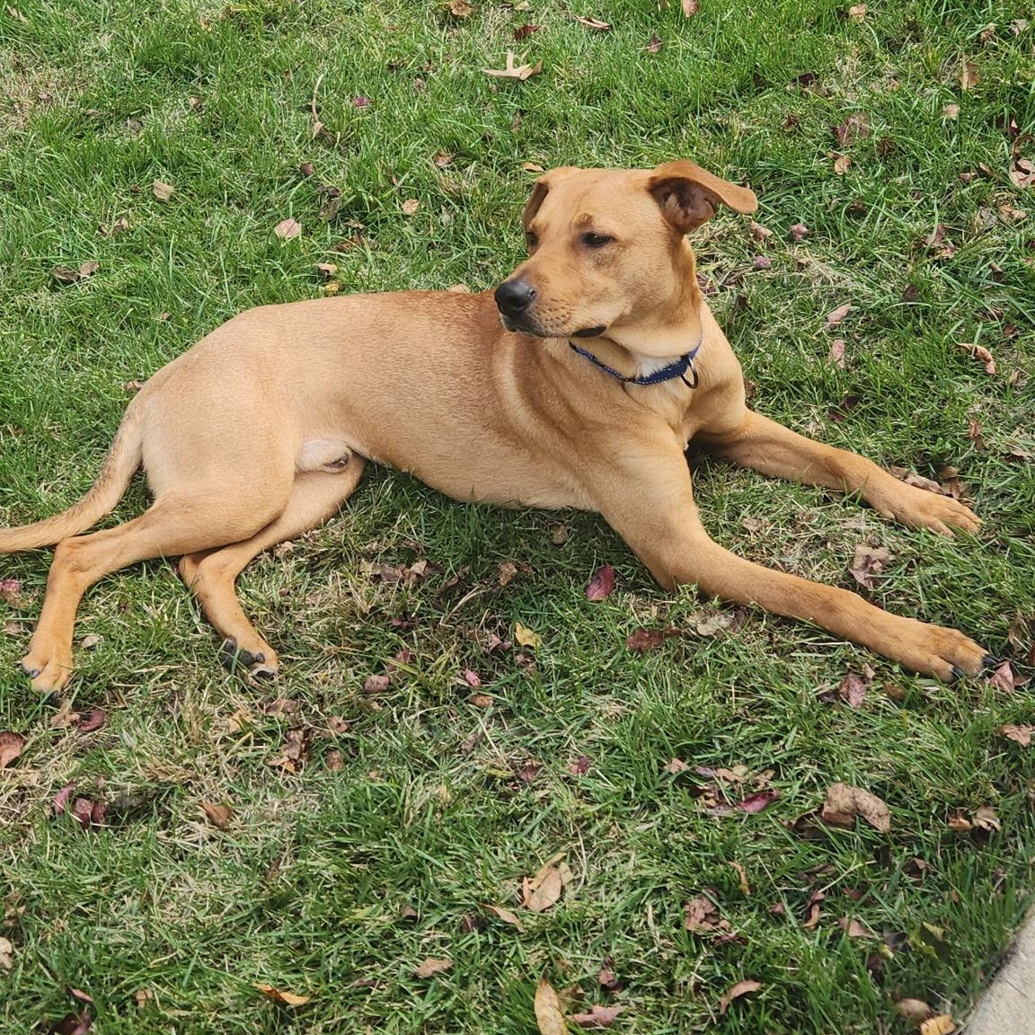Bucky, a Adoptable mixed breed in South Plainfield, NJ image 2/5