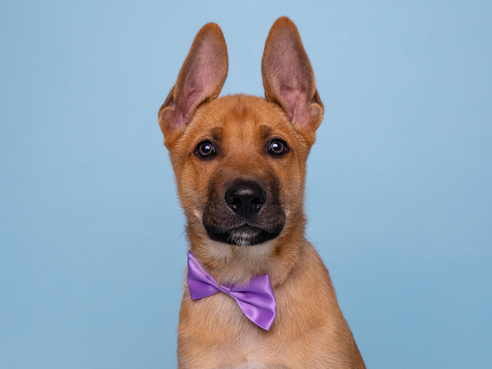 Vacay: Jetlag, a Adoptable German Shepherd Dog in Palo Alto, CA image 1/3