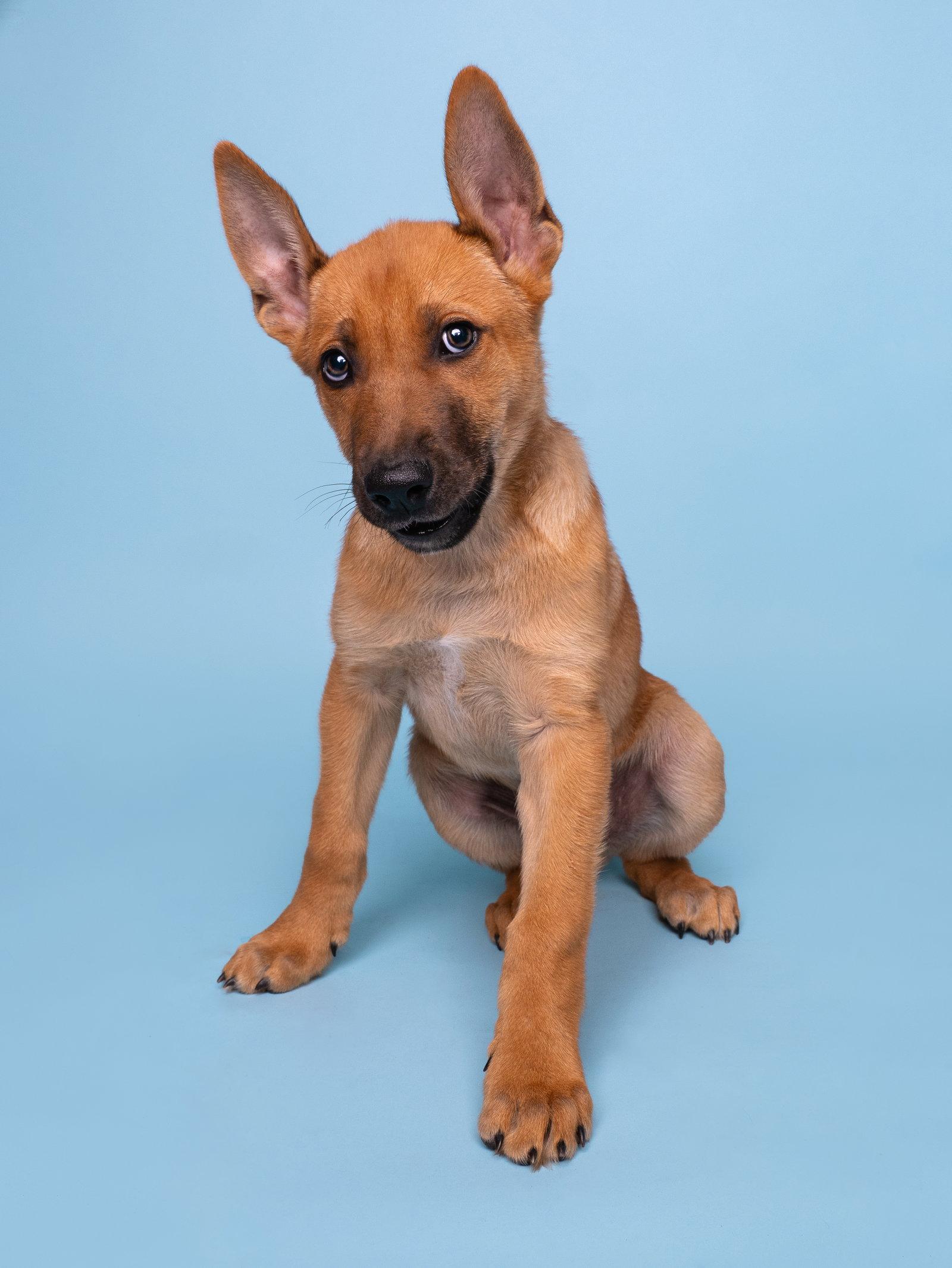 Vacay: Jetlag, a Adoptable German Shepherd Dog in Palo Alto, CA image 2/3