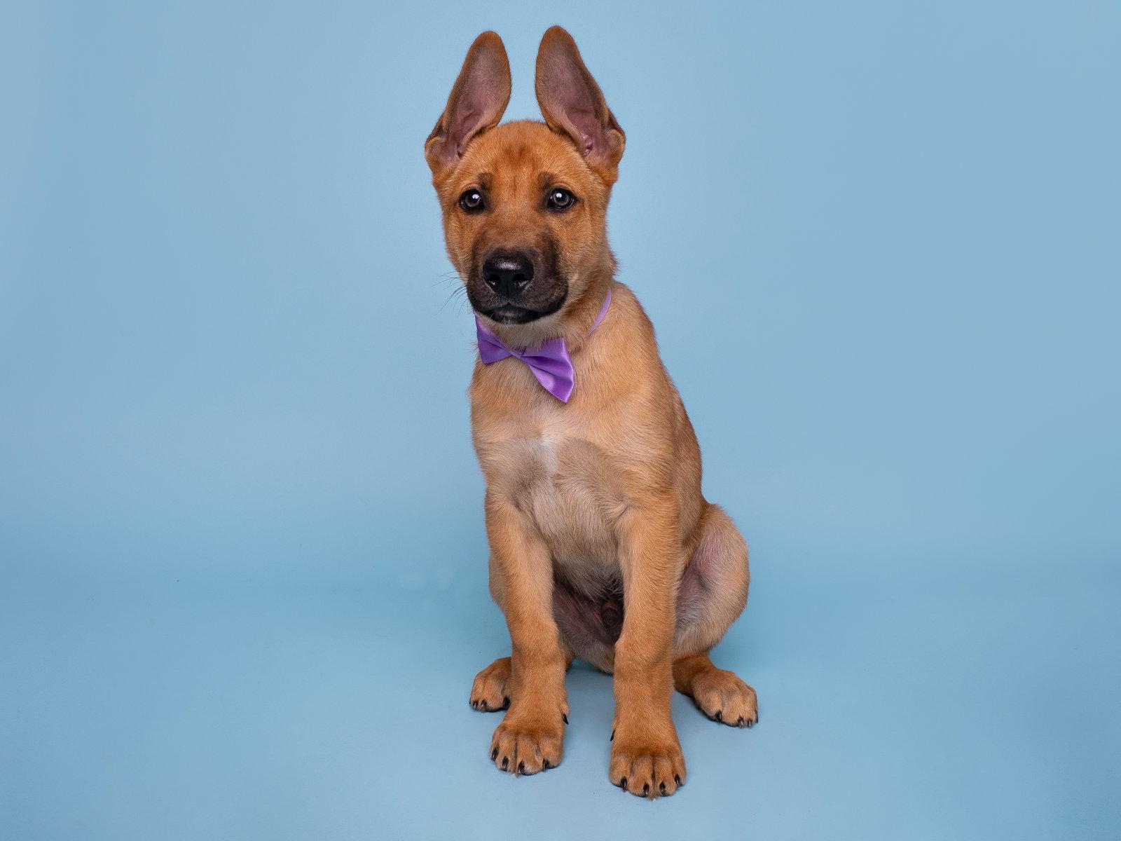 Vacay: Jetlag, a Adoptable German Shepherd Dog in Palo Alto, CA image 3/3