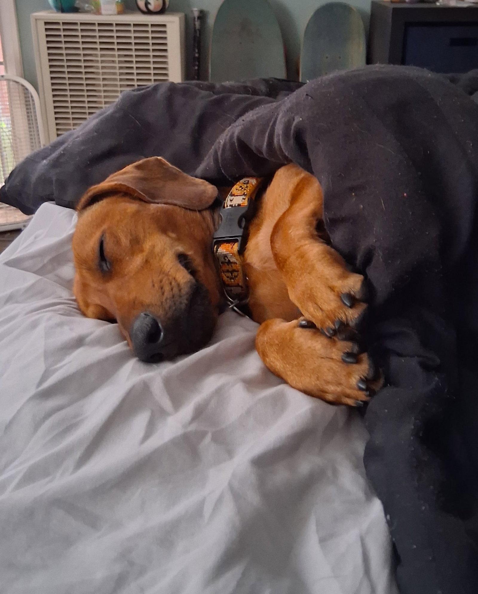 Enlarge Ricky, a Adoptable Dachshund in San Diego, CA image 2/3