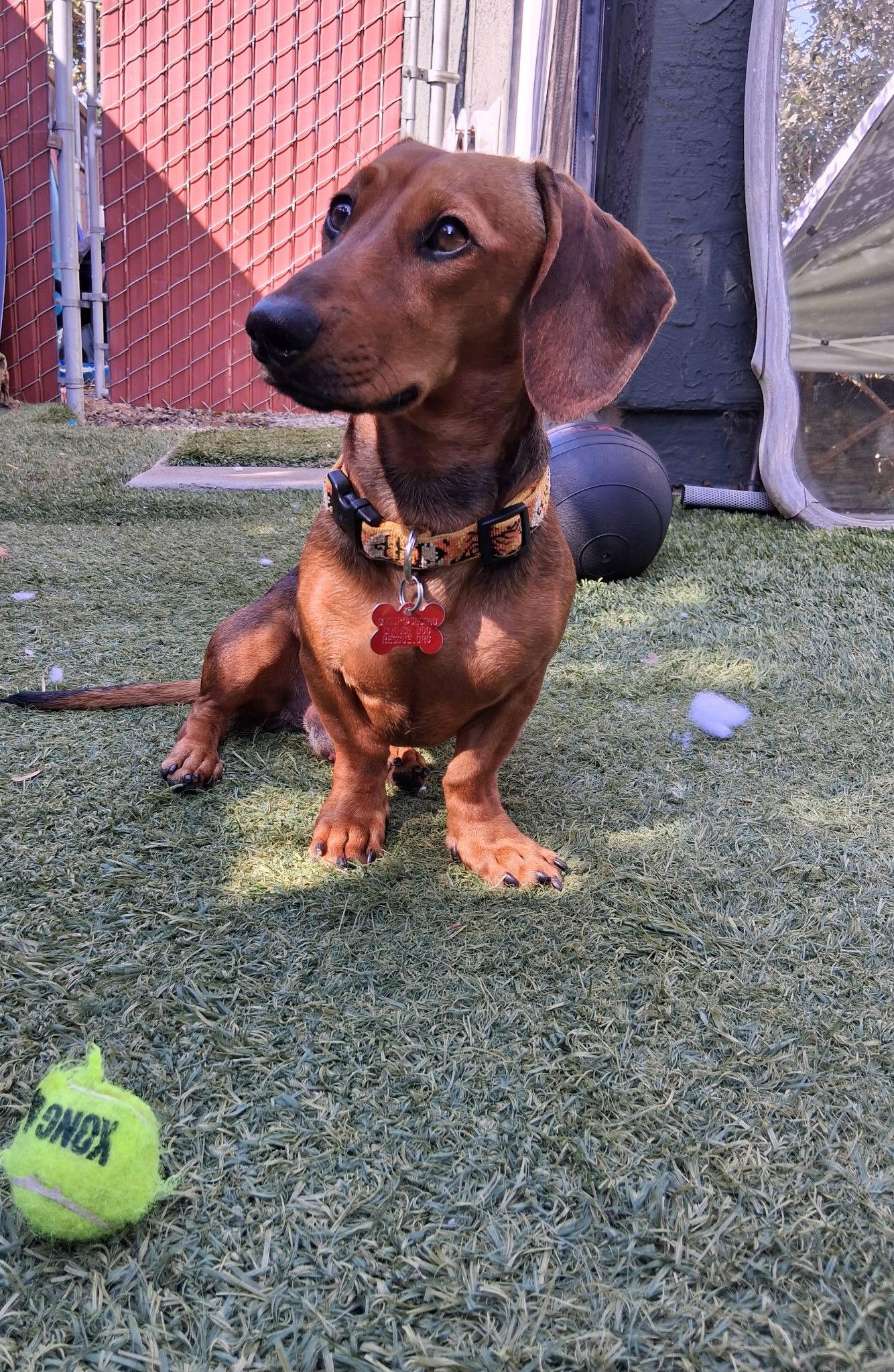 Enlarge Ricky, a Adoptable Dachshund in San Diego, CA image 3/3