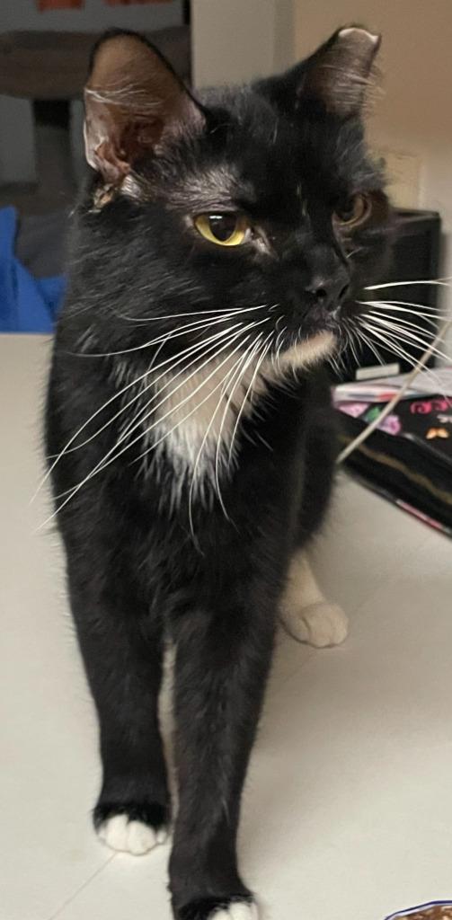 Jack Jack, Adoptable, Kitten Male Domestic Short Hair.