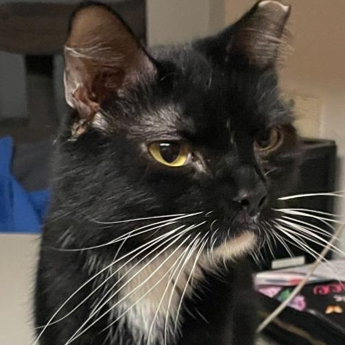 Enlarge Jack Jack, a Adoptable mixed breed in St. Cloud, MN image 1/1