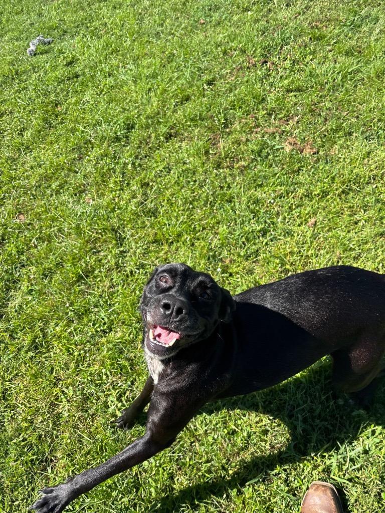 Cinderella, Adoptable, Adult Female Labrador Retriever & Mixed Breed.