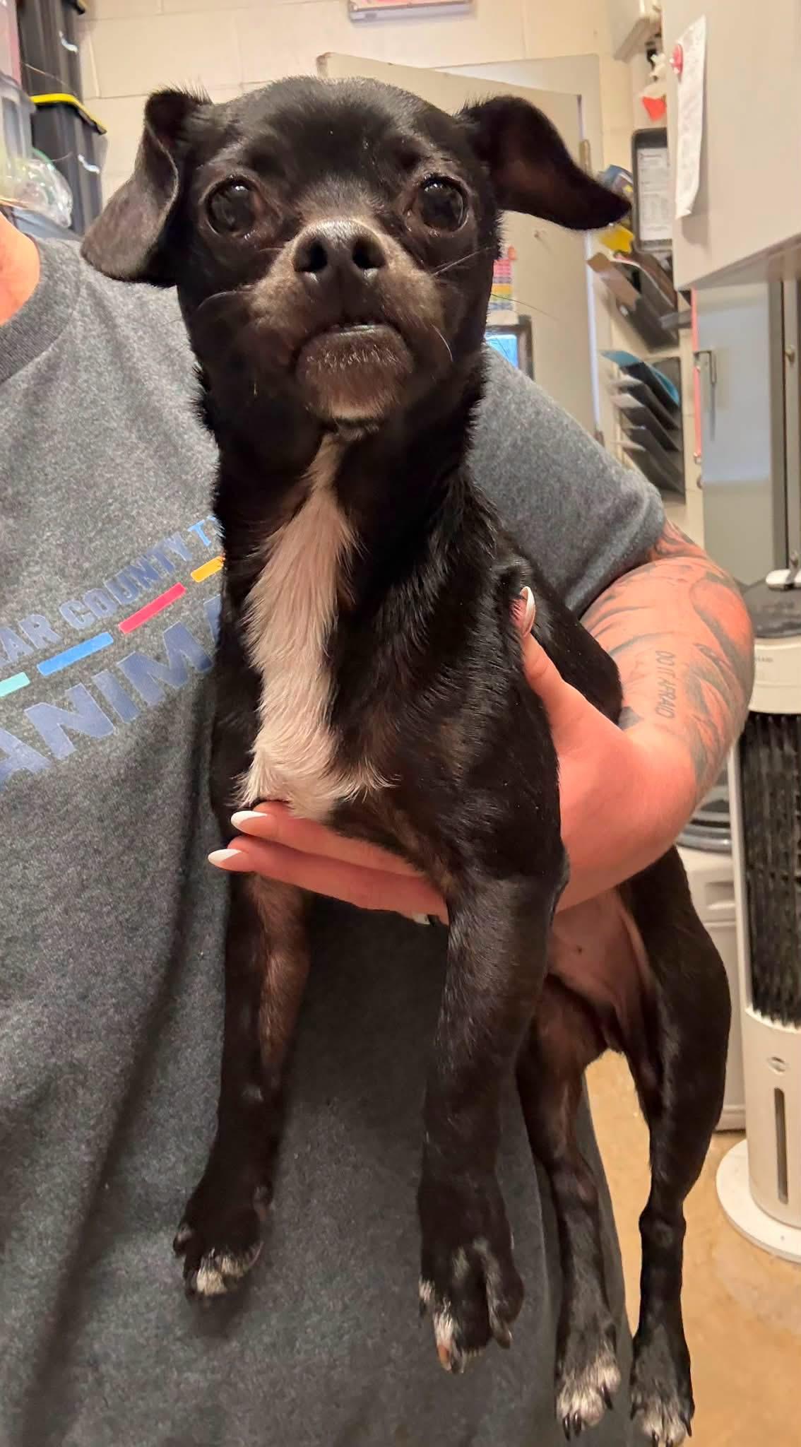 Enlarge Atlas, a Adopted mixed breed in Elkhorn, WI image 2/4