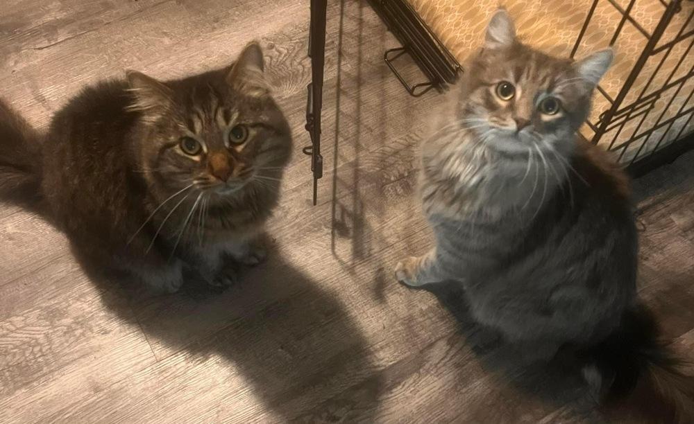 Sushi, Adopted, Kitten Male Domestic Long Hair.