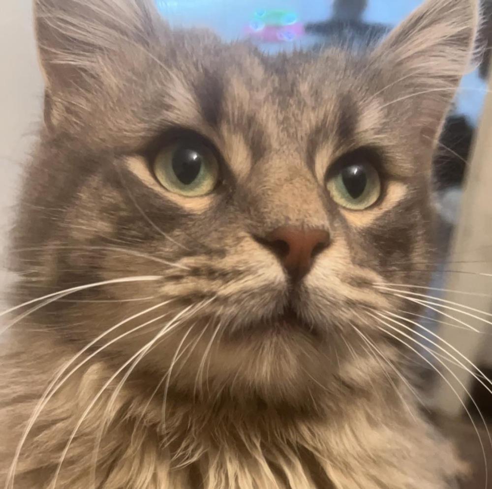 Sushi, a Adopted Domestic Long Hair in Urbana, IL image 2/4