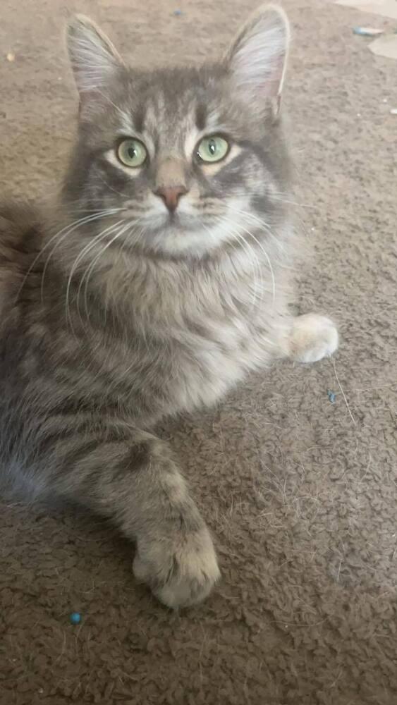 Sushi, a Adopted Domestic Long Hair in Urbana, IL image 3/4