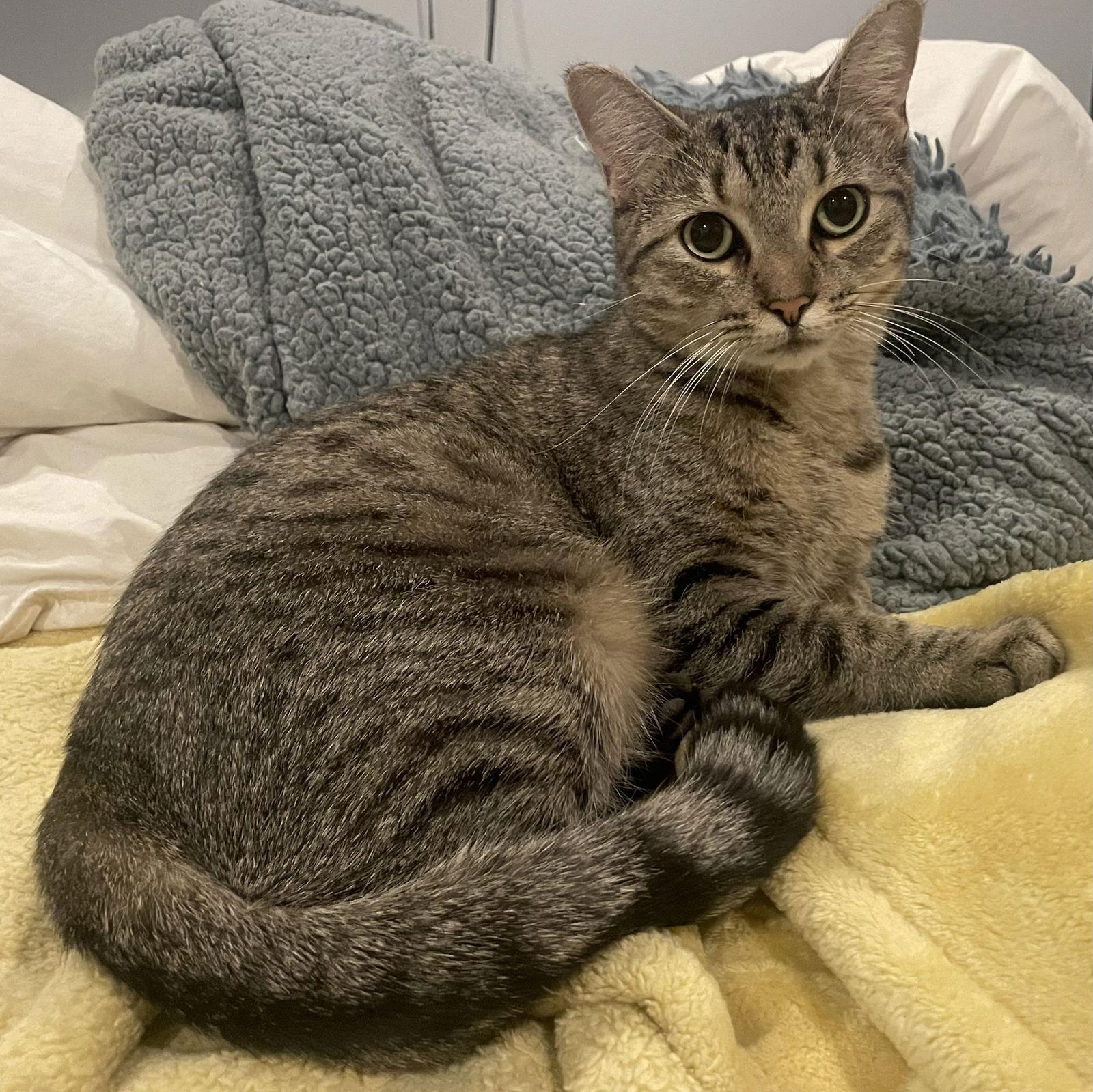 Enlarge Agnes, a Adoptable Domestic Short Hair in Nashville, TN image 1/3