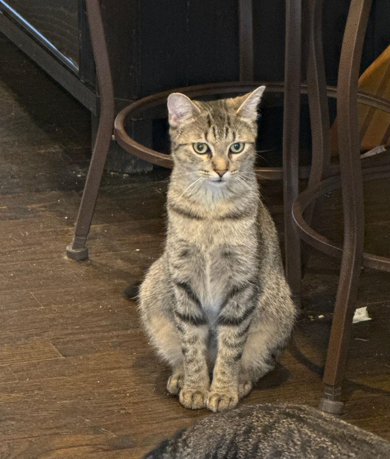 Enlarge Agnes, a Adoptable Domestic Short Hair in Nashville, TN image 2/3