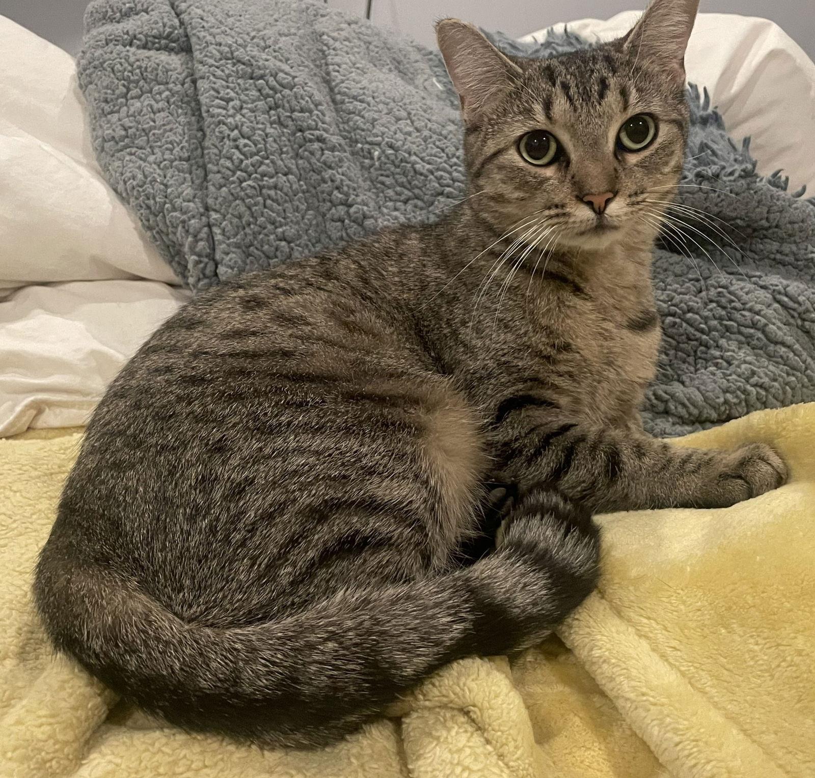Agnes, Adoptable, Young Female Domestic Short Hair.