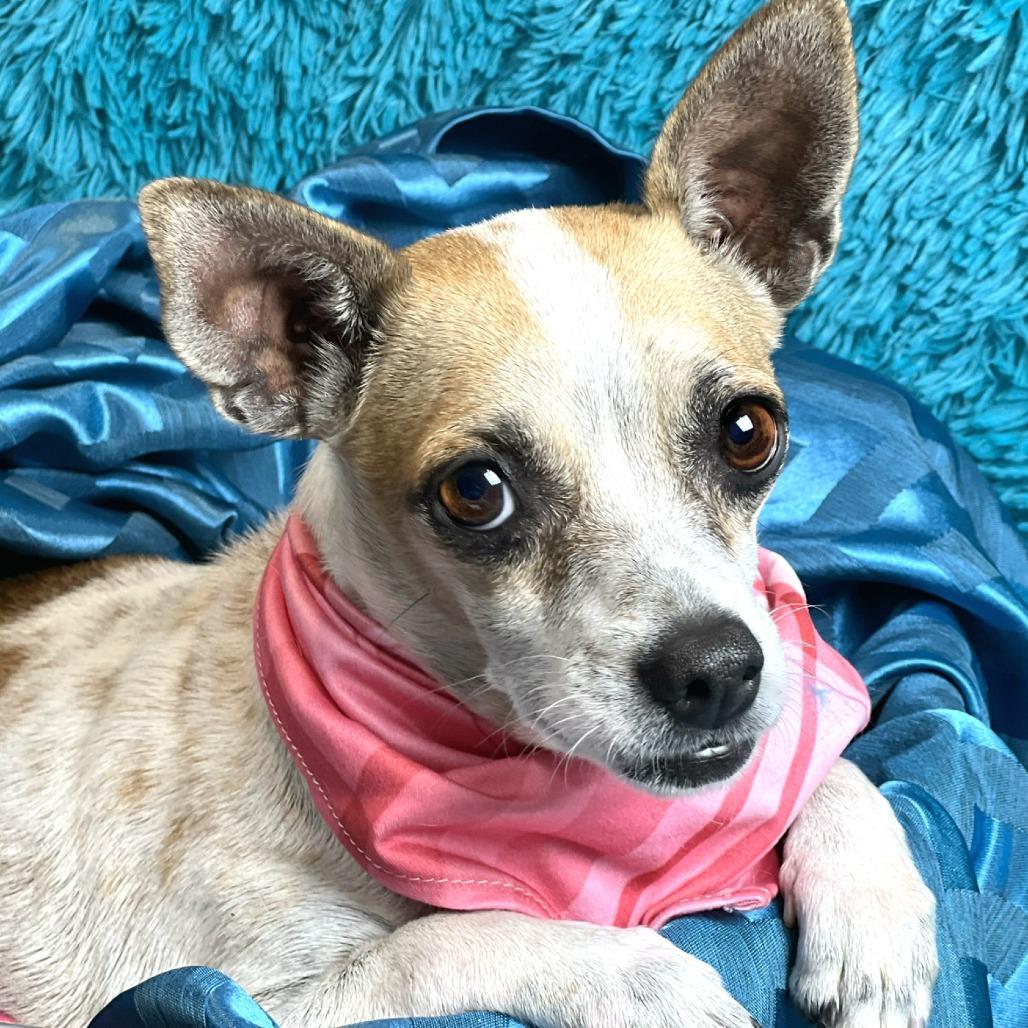 Bess, Adoptable, Adult Female Chihuahua & Rat Terrier.