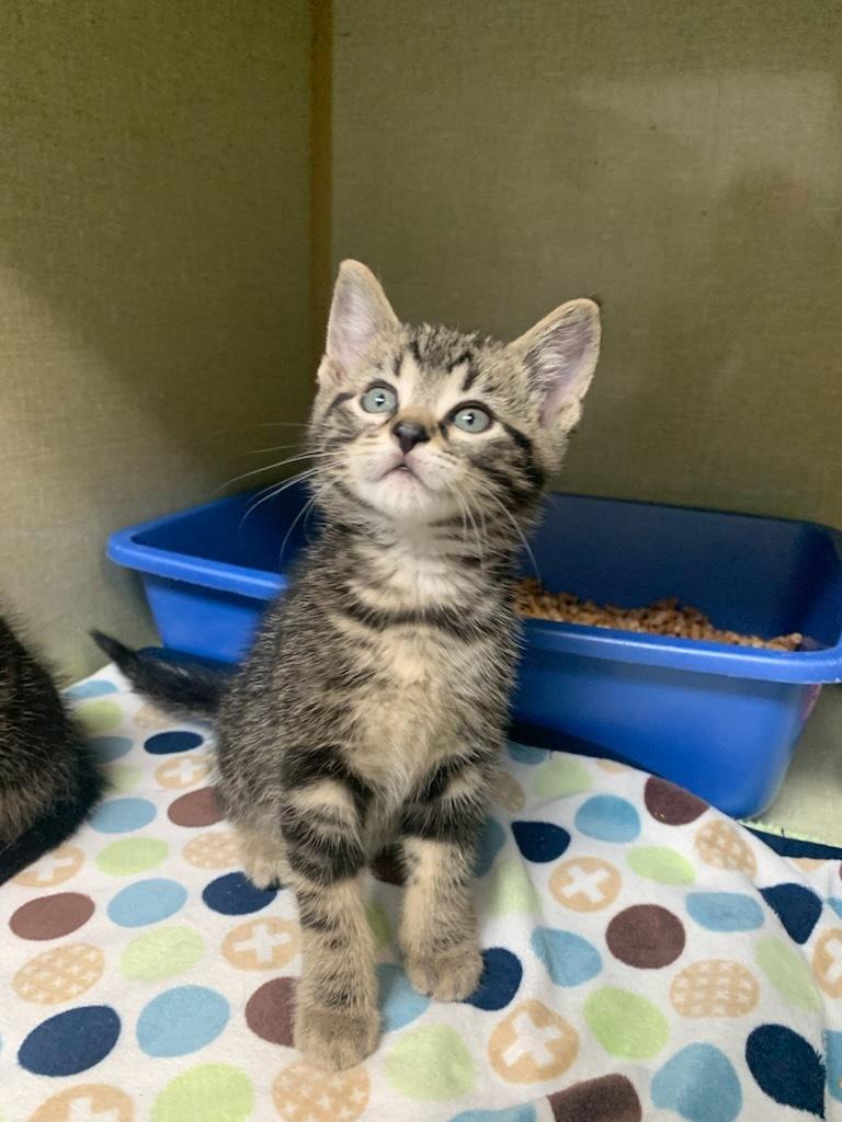 Kettle, an adoptable Domestic Short Hair in wetaskiwin, AB, t9a 2j4 | Photo Image 1