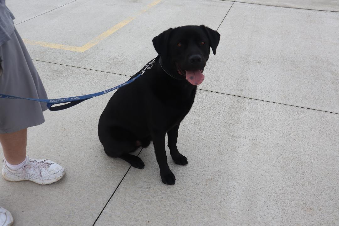 Zeus, ADOPTABLE, Adult Male Black Labrador Retriever.