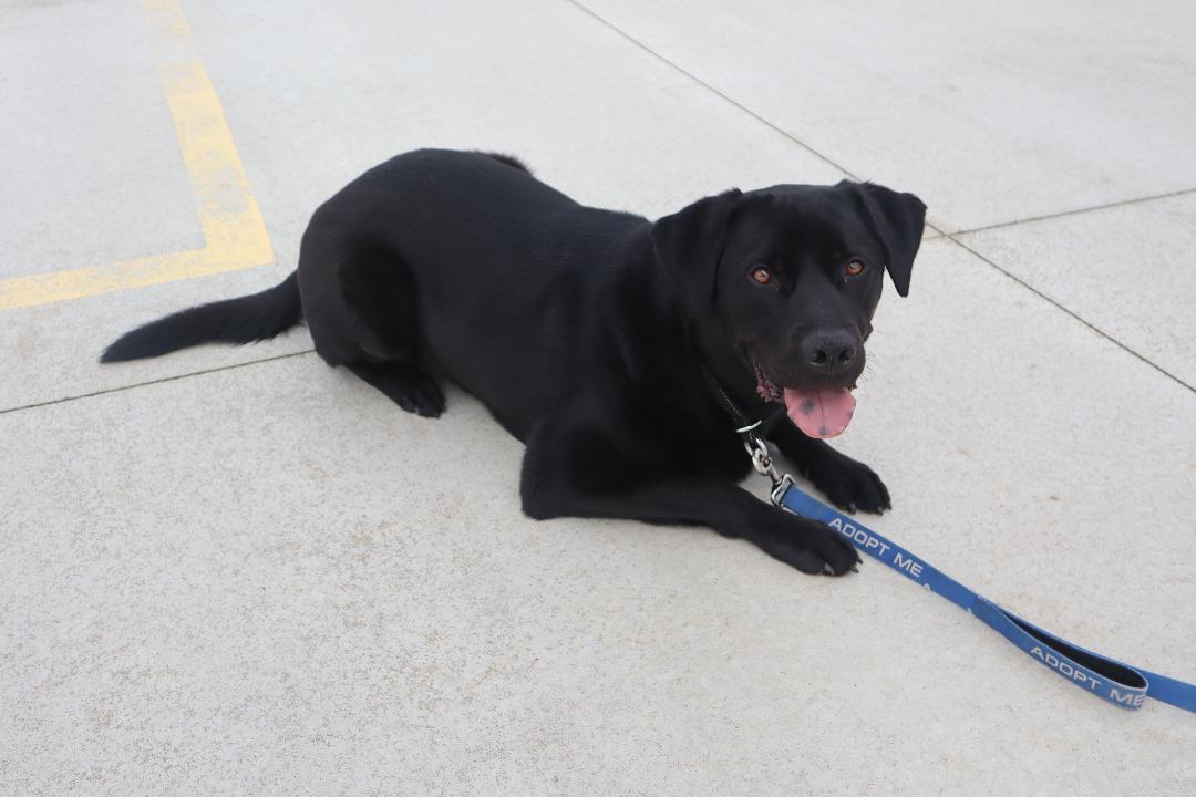 Enlarge Zeus, a ADOPTABLE mixed breed in Goshen, KY image 3/3