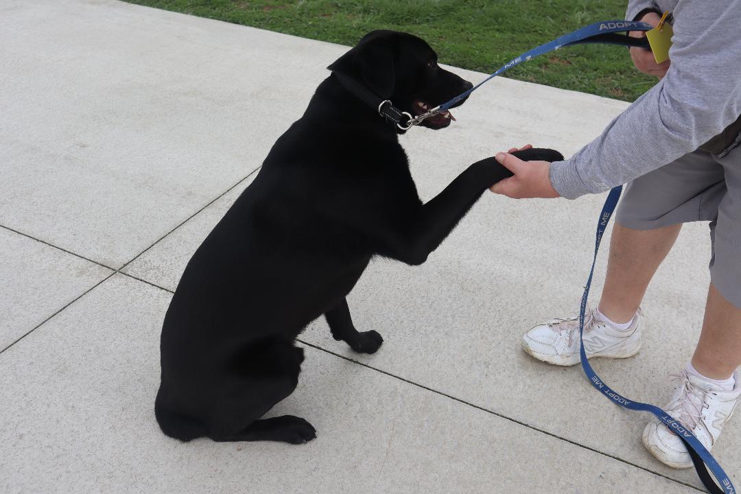 Enlarge Zeus, a ADOPTABLE mixed breed in Goshen, KY image 2/3