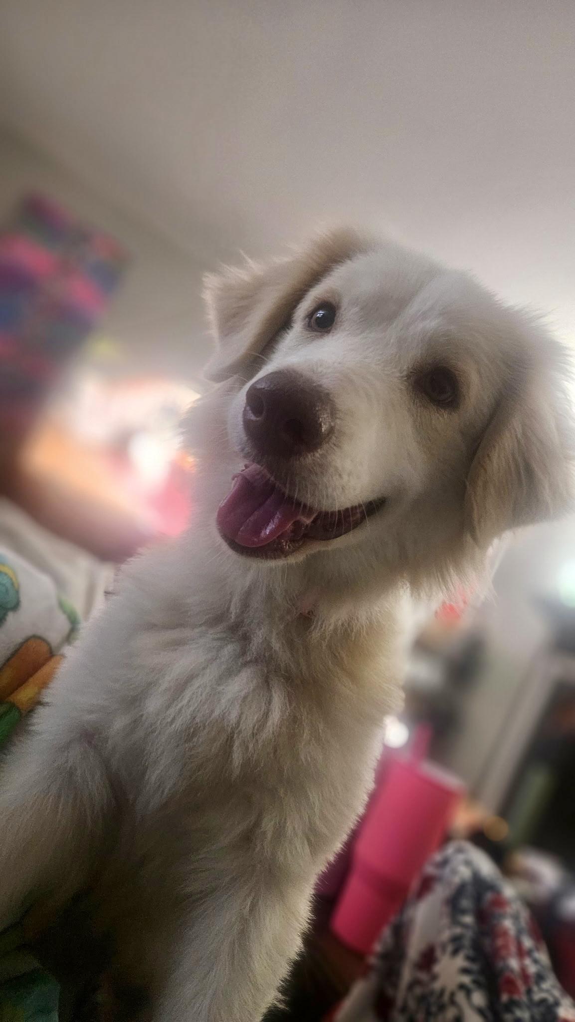 London, ADOPTABLE, Young Female Australian Shepherd & Great Pyrenees.