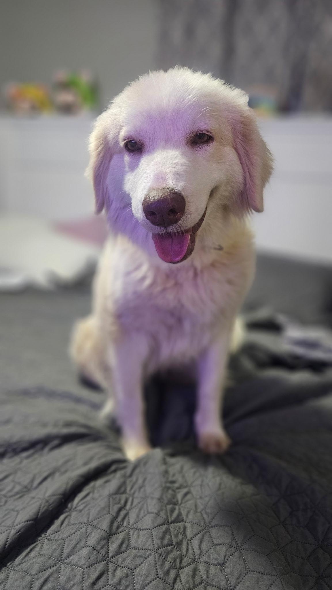 London, a ADOPTABLE mixed breed in Charlotte , NC image 4/5
