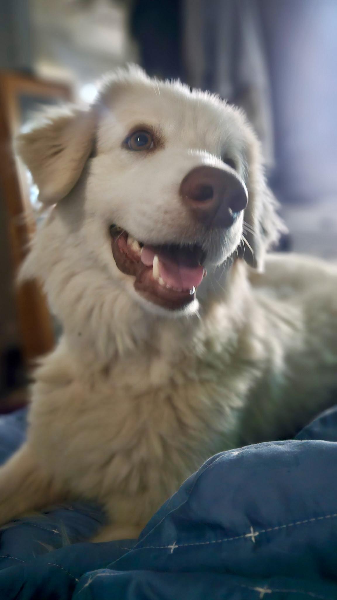 London, a ADOPTABLE mixed breed in Charlotte , NC image 2/5