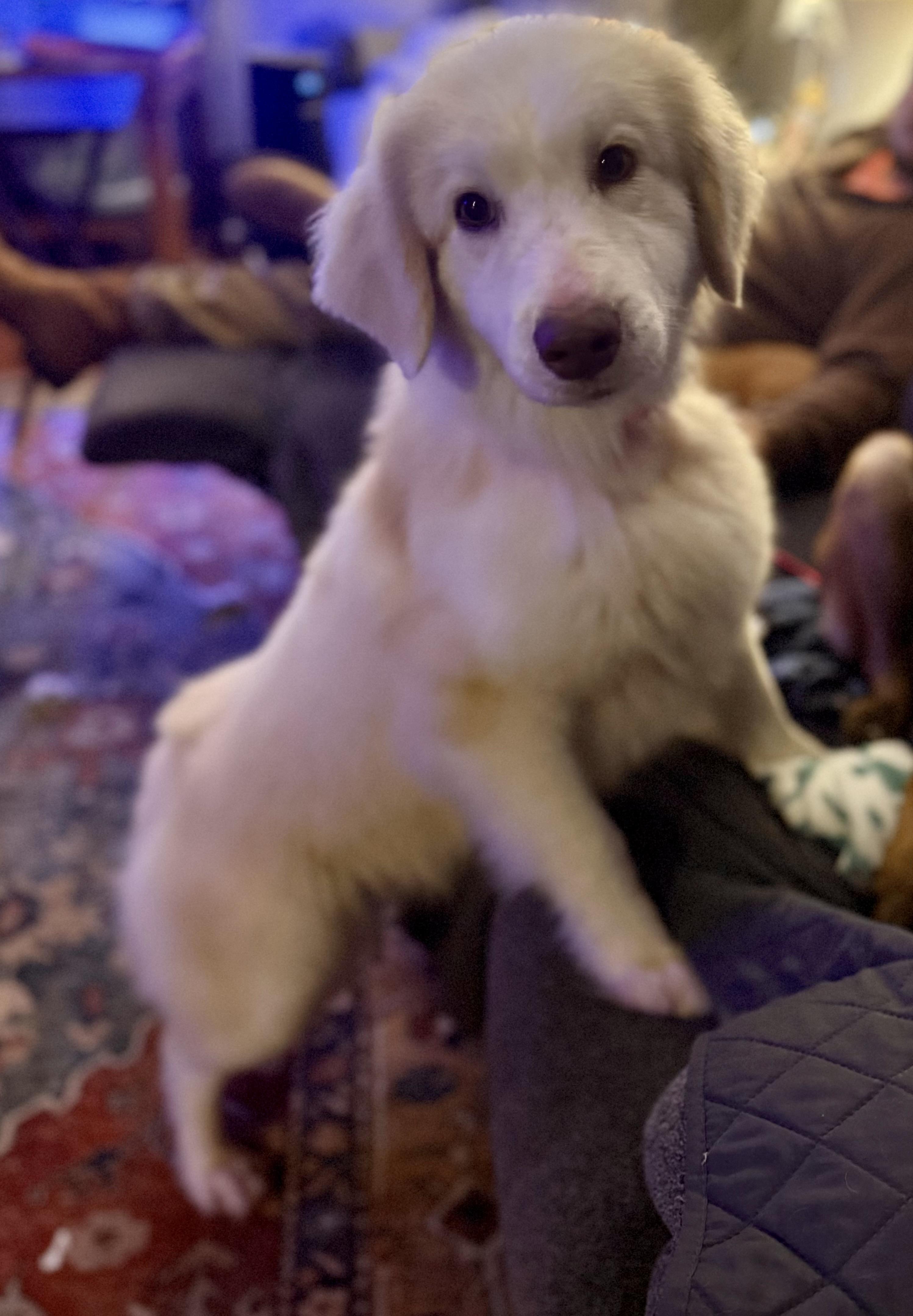 London, a ADOPTABLE mixed breed in Charlotte , NC image 3/5