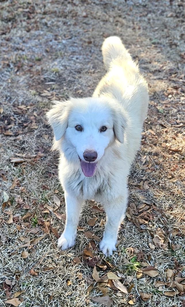 London, a ADOPTABLE mixed breed in Charlotte , NC image 5/5