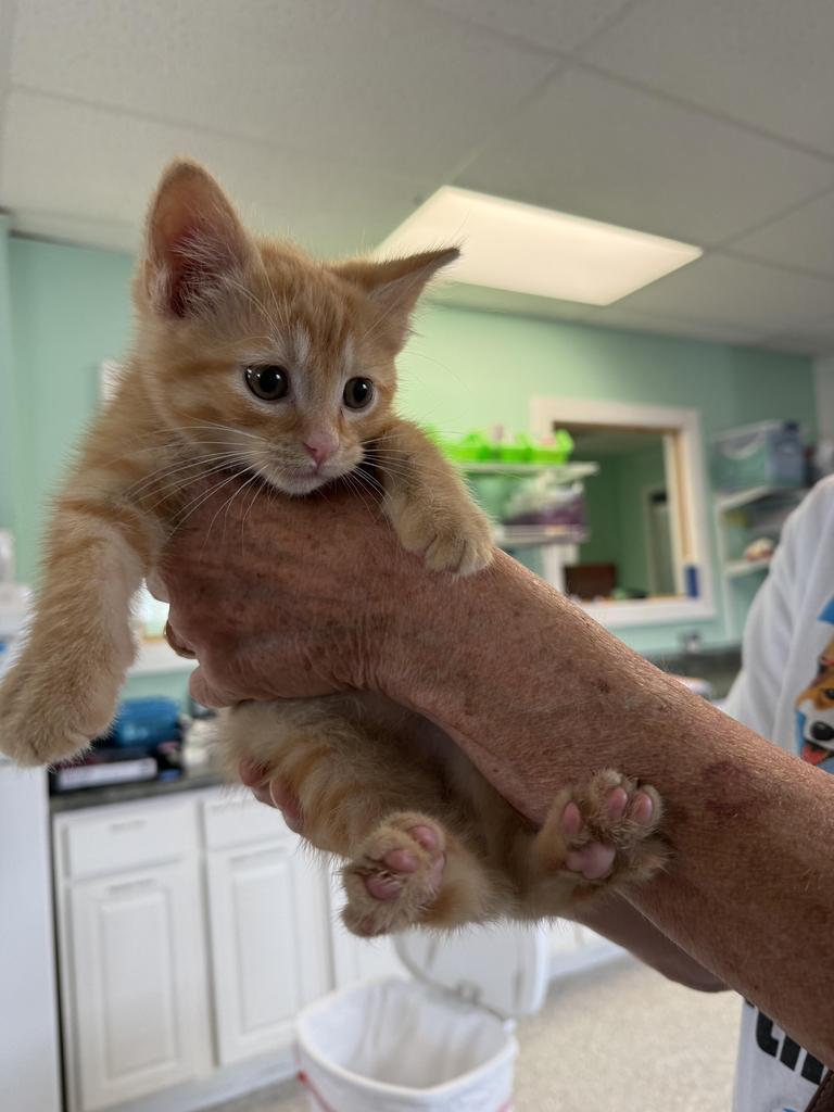 Scallop Potato, Adoptable, Kitten Male Domestic Short Hair.