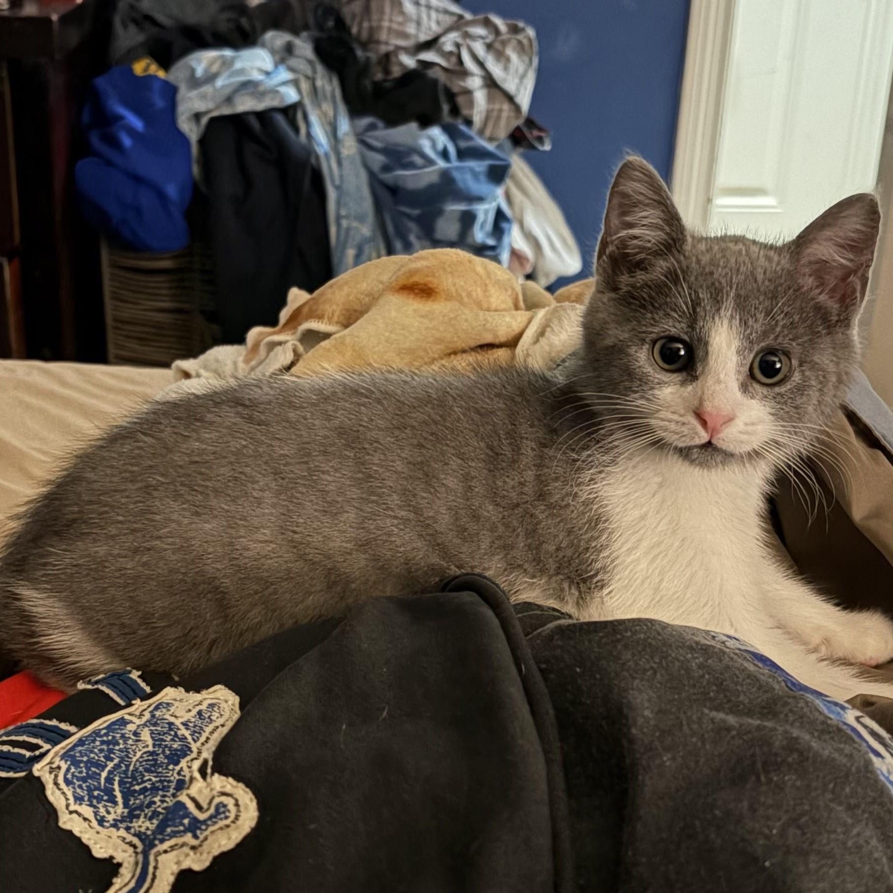 Squish, Adopted, Kitten Male Domestic Short Hair.