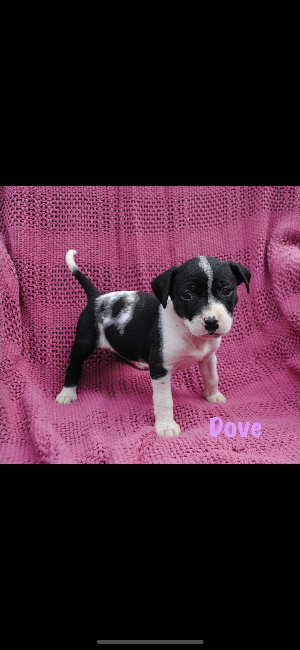 Dove, Adoptable, Puppy Female American Staffordshire Terrier.