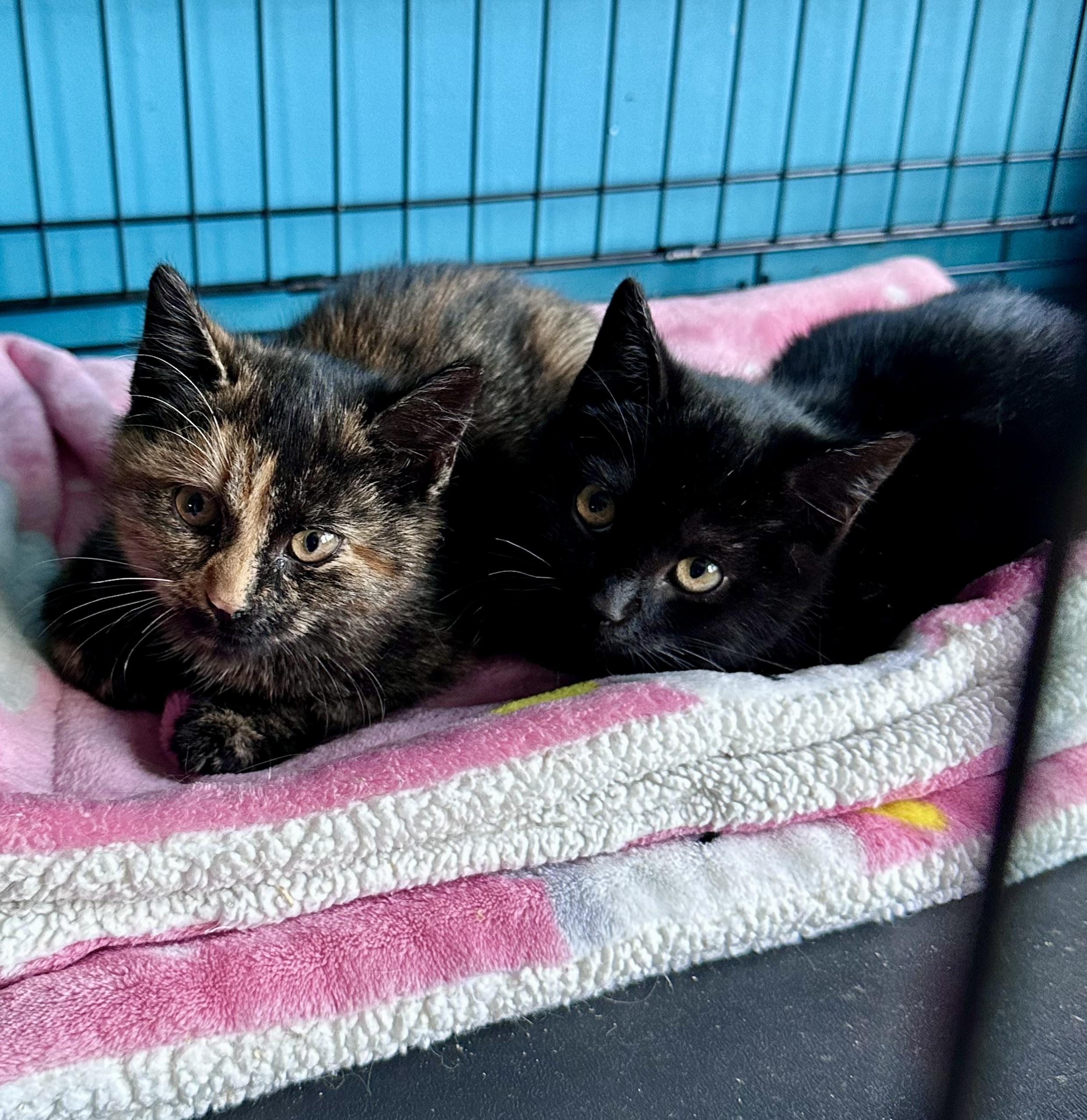 Cocoa & Coal, a ADOPTABLE Tortoiseshell in Bethel, CT image 6/6