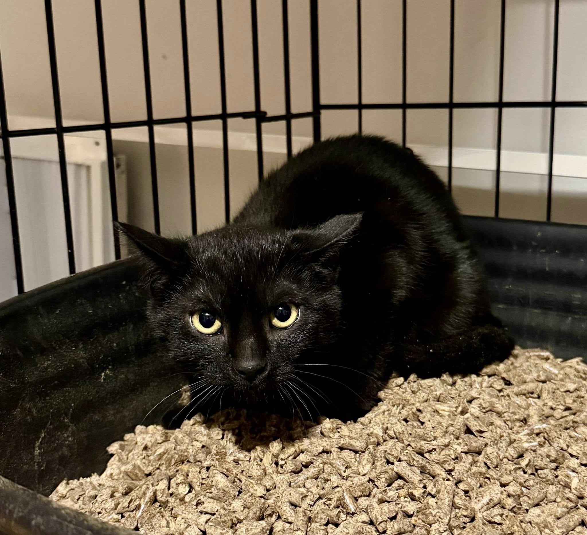 Cocoa & Coal, a ADOPTABLE Tortoiseshell in Bethel, CT image 4/6