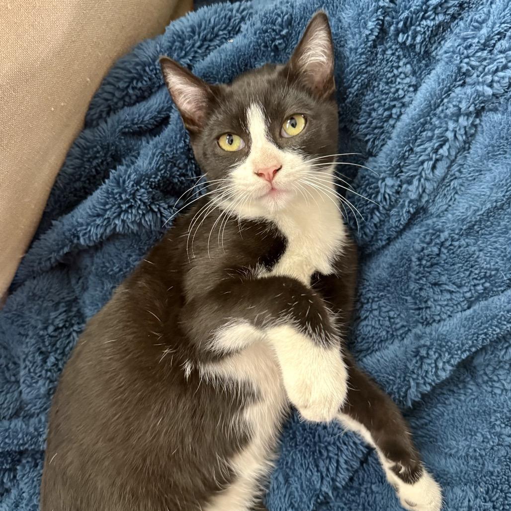 Enlarge Ringo, a Adoptable Domestic Short Hair in Tustin, CA image 1/4