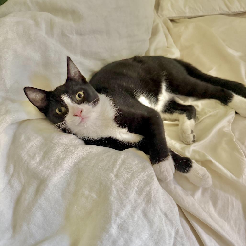 Enlarge Ringo, a Adoptable Domestic Short Hair in Tustin, CA image 2/4