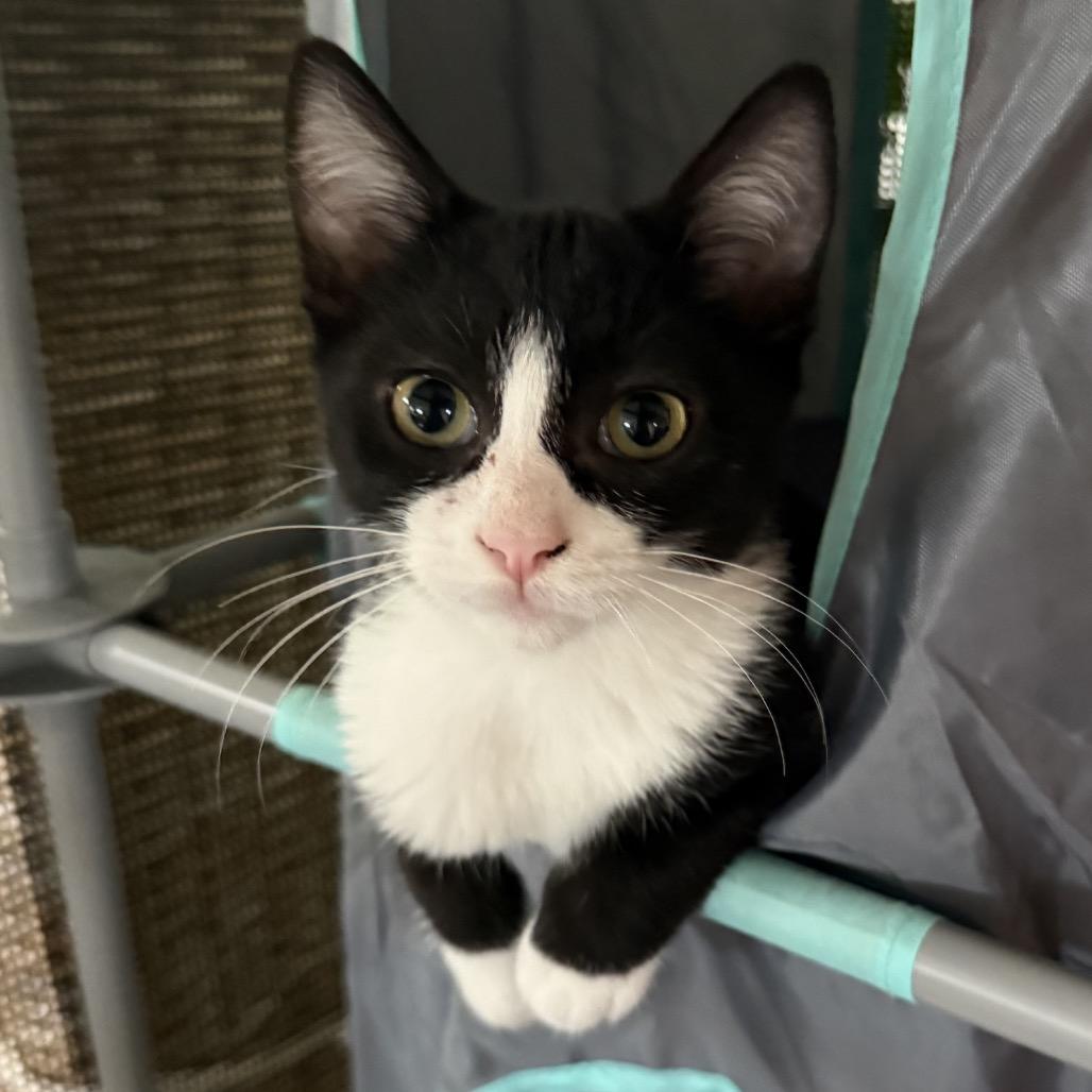 Enlarge Ringo, a Adoptable Domestic Short Hair in Tustin, CA image 3/4